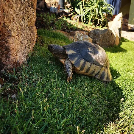 Tea Costa Smeralda - Porto Cervo